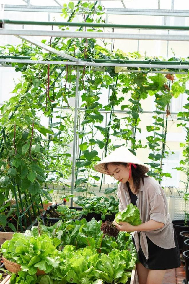 Đôi vợ chồng 8X dỡ mái nhà, chi 80 triệu trồng rau trên nóc - Hình 10 Doi vo chong 8X do mai nha, chi 80 trieu trong rau tren noc-Hinh-10