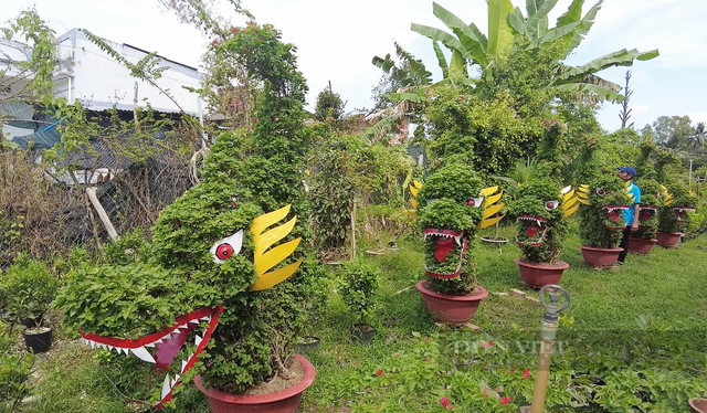 Ngắm “đầu rồng đuôi cá” được tạo từ những chậu hoa giấy - Hình 4 Ngam “dau rong duoi ca” duoc tao tu nhung chau hoa giay-Hinh-4