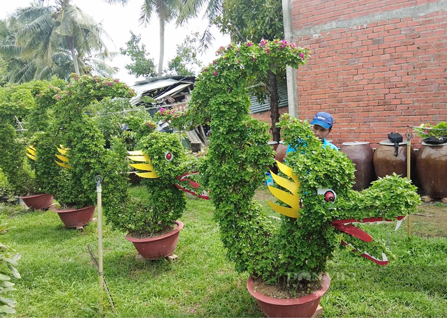 Ngắm “đầu rồng đuôi cá” được tạo từ những chậu hoa giấy Ngam “dau rong duoi ca” duoc tao tu nhung chau hoa giay