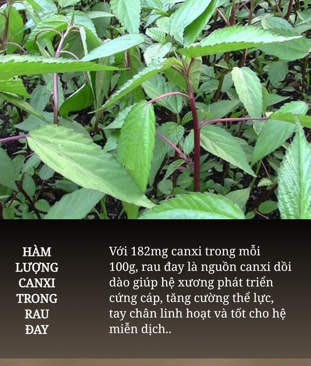 Loại rau nhơn nhớt lượng canxi không kém sữa, nên ăn thường xuyên - Hình 3 Loai rau nhon nhot luong canxi khong kem sua, nen an thuong xuyen-Hinh-3