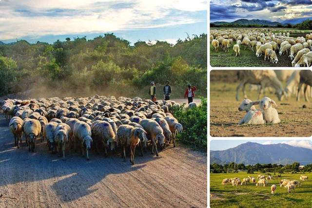 Món ăn đặc sản ở Ninh Thuận, ngon nức tiếng Mon an dac san o Ninh Thuan, ngon nuc tieng