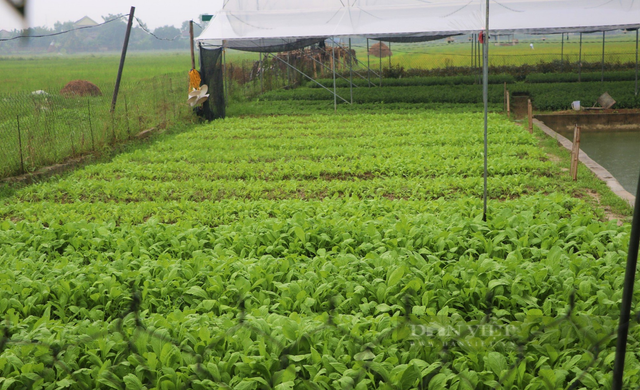 Vườn rau đẹp như phim với đủ loại củ, quả tươi ngon ở Nghệ An - Hình 3 Vuon rau dep nhu phim voi du loai cu, qua tuoi ngon o Nghe An-Hinh-3
