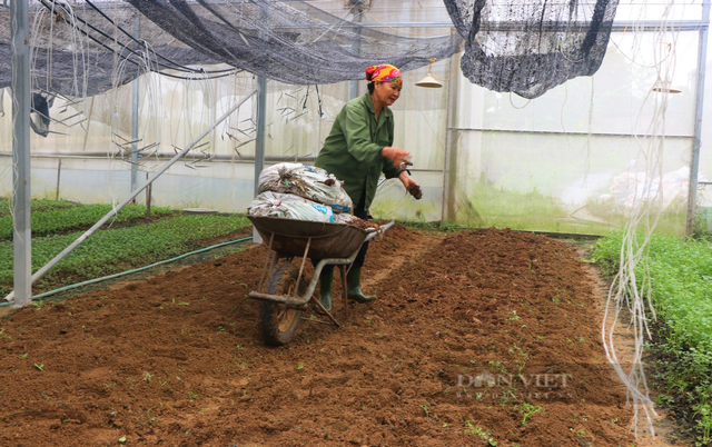 Vườn rau đẹp như phim với đủ loại củ, quả tươi ngon ở Nghệ An - Hình 6 Vuon rau dep nhu phim voi du loai cu, qua tuoi ngon o Nghe An-Hinh-6