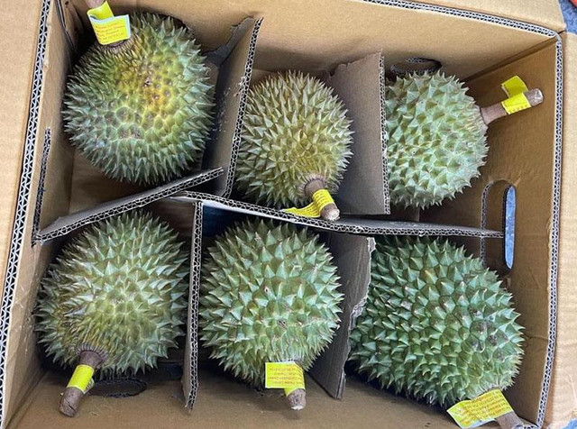 Sầu riêng Thái Lan dội chợ, giá đắt gấp đôi hàng Việt vẫn ‘cháy’ - Hình 3 Sau rieng Thai Lan doi cho, gia dat gap doi hang Viet van ‘chay’-Hinh-3
