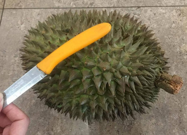 Bí quyết chọn sầu riêng ngọt mềm, cơm dày: Người bán không bao giờ tiết lộ - Hình 3 Bi quyet chon sau rieng ngot mem, com day: Nguoi ban khong bao gio tiet lo-Hinh-3