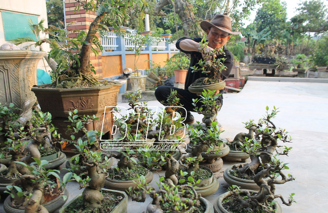 1 mẫu vườn trồng cây cảnh, ông Tuyên ở Thái Bình thu 300 triệu/năm 1 mau vuon trong cay canh, ong Tuyen o Thai Binh thu 300 trieu/nam