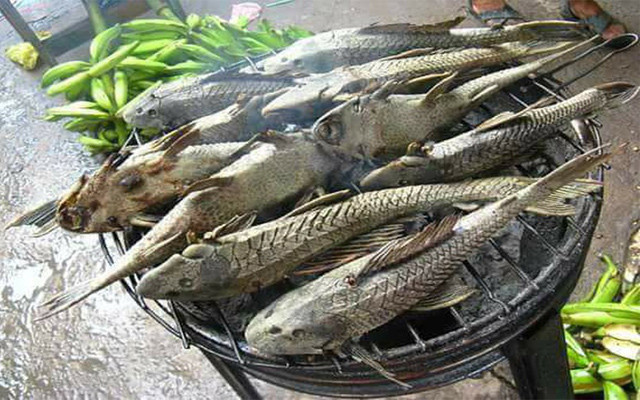 Loài cá hình dáng gây khiếp sợ nhưng cực thơm ngon, bổ dưỡng - Hình 4 Loai ca hinh dang gay khiep so nhung cuc thom ngon, bo duong-Hinh-4