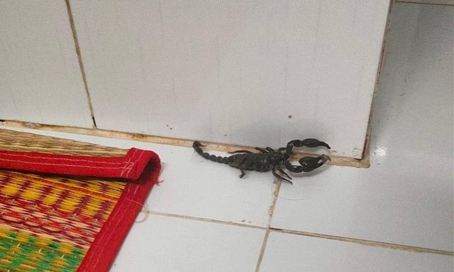 Cách xử lý khi gặp rắn và côn trùng lạ vào nhà sau lũ - Hình 3 Cach xu ly khi gap ran va con trung la vao nha sau lu-Hinh-3