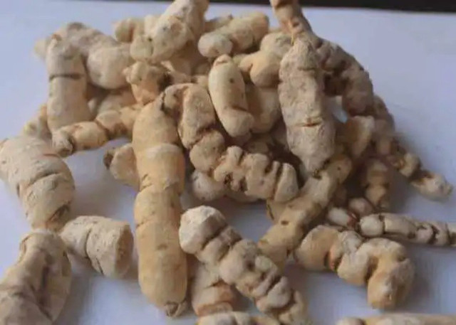 Cây hoa tên “xấu như quỷ”, giá tiền triệu/kg, cứ đào là hốt bạc - Hình 3 Cay hoa ten “xau nhu quy”, gia tien trieu/kg, cu dao la hot bac-Hinh-3