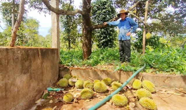 Sầu riêng rụng đầy gốc, có gia đình mất nửa tỷ đồng Sau rieng rung day goc, co gia dinh mat nua ty dong