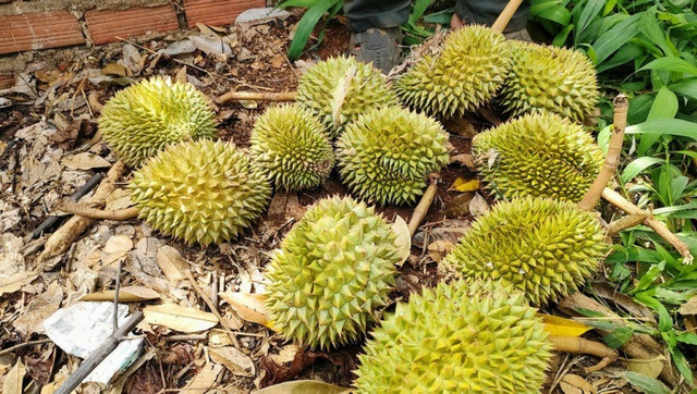 Sầu riêng rụng đầy gốc, có gia đình mất nửa tỷ đồng - Hình 4 Sau rieng rung day goc, co gia dinh mat nua ty dong-Hinh-4
