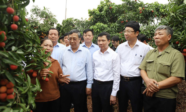 Độc đáo vườn vải thiều trĩu quả, 30 năm không mất mùa - Hình 3 Doc dao vuon vai thieu triu qua, 30 nam khong mat mua-Hinh-3