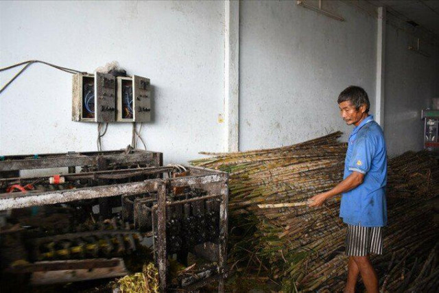 Nhà máy khó mua mía nguyên liệu, giá đường có tăng? - Hình 2 Nha may kho mua mia nguyen lieu, gia duong co tang?-Hinh-2