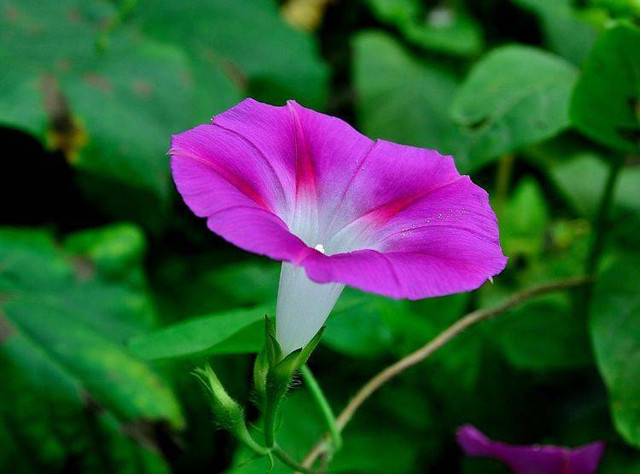 Người có ngày sinh Âm lịch kết thúc bằng 3 số này, trung niên phát tài - Hình 2 Nguoi co ngay sinh Am lich ket thuc bang 3 so nay, trung nien phat tai-Hinh-2
