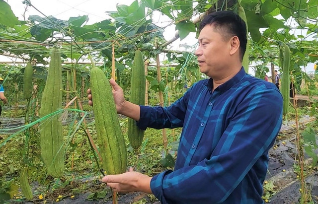 Loại quả bổ dưỡng, ở Nghệ An để già mới bán, tiền thu đều tay - Hình 4 Loai qua bo duong, o Nghe An de gia moi ban, tien thu deu tay-Hinh-4