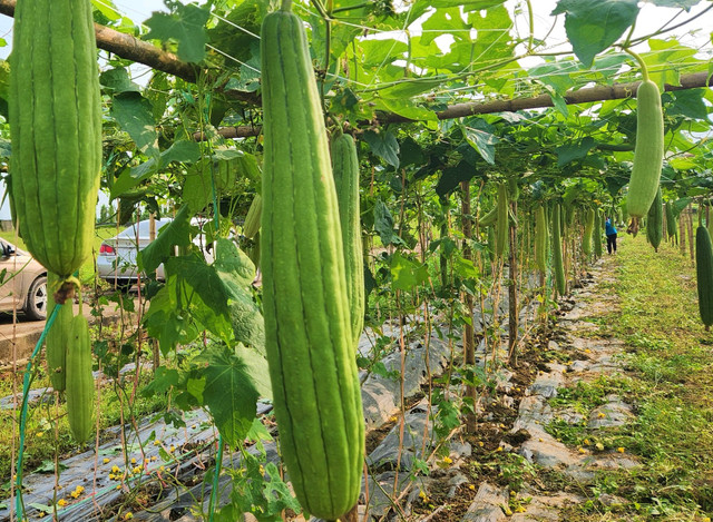Loại quả bổ dưỡng, ở Nghệ An để già mới bán, tiền thu đều tay - Hình 2 Loai qua bo duong, o Nghe An de gia moi ban, tien thu deu tay-Hinh-2