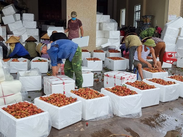 Mùa vải thiều năm nay lo thất thu hàng nghìn tỷ - Hình 2 Mua vai thieu nam nay lo that thu hang nghin ty-Hinh-2