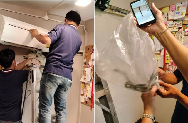 Sợ hãi khi phát hiện 7 con rắn trong chiếc điều hòa So hai khi phat hien 7 con ran trong chiec dieu hoa