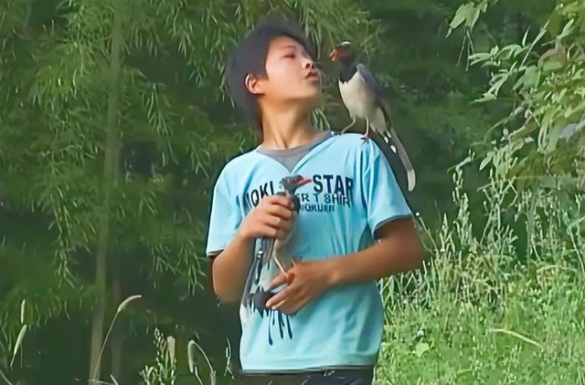Ngỡ ngàng cậu bé có thể ra lệnh cho chim làm mọi việc Ngo ngang cau be co the ra lenh cho chim lam moi viec