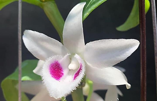 Cuộc chiến âm thầm vẫn diễn ra, lan đột biến sắp 'nóng' trở lại? ảnh 2 Cuộc chiến âm thầm vẫn diễn ra, lan đột biến sắp 'nóng' trở lại? ảnh 2
