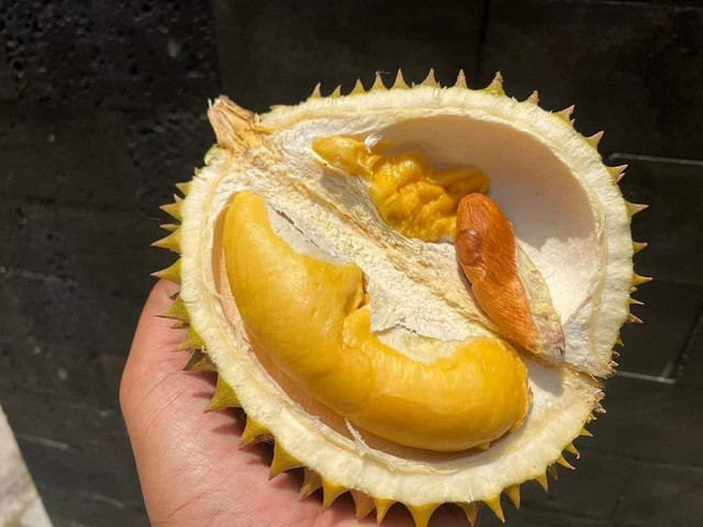 Sầu tí hon Thái Lan đổ bộ chợ Việt, vựa trái cây bán ngày nửa tấn - Hình 6 Sau ti hon Thai Lan do bo cho Viet, vua trai cay ban ngay nua tan-Hinh-6