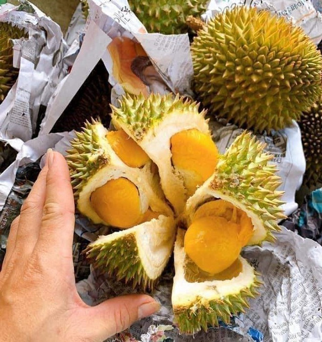 Sầu tí hon Thái Lan đổ bộ chợ Việt, vựa trái cây bán ngày nửa tấn - Hình 5 Sau ti hon Thai Lan do bo cho Viet, vua trai cay ban ngay nua tan-Hinh-5
