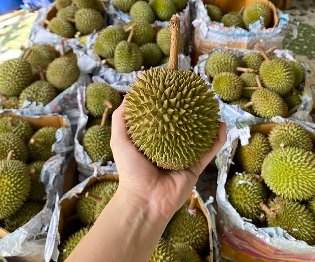 Sầu tí hon Thái Lan đổ bộ chợ Việt, vựa trái cây bán ngày nửa tấn - Hình 3 Sau ti hon Thai Lan do bo cho Viet, vua trai cay ban ngay nua tan-Hinh-3