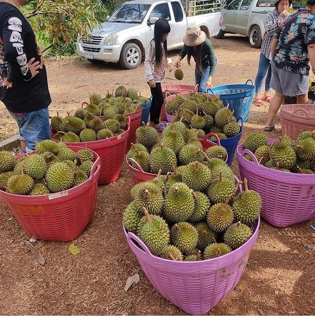 Sầu tí hon Thái Lan đổ bộ chợ Việt, vựa trái cây bán ngày nửa tấn - Hình 4 Sau ti hon Thai Lan do bo cho Viet, vua trai cay ban ngay nua tan-Hinh-4