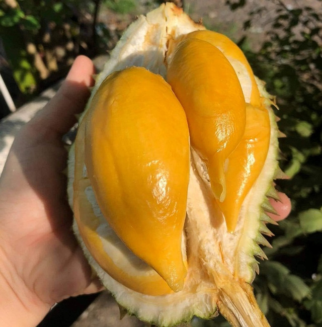 Sầu tí hon Thái Lan đổ bộ chợ Việt, vựa trái cây bán ngày nửa tấn - Hình 2 Sau ti hon Thai Lan do bo cho Viet, vua trai cay ban ngay nua tan-Hinh-2