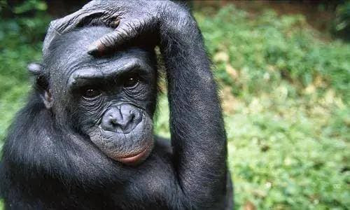 Điều gì xảy ra với con tinh tinh đầu tiên bay vào vũ trụ? - Hình 2 Dieu gi xay ra voi con tinh tinh dau tien bay vao vu tru?-Hinh-2