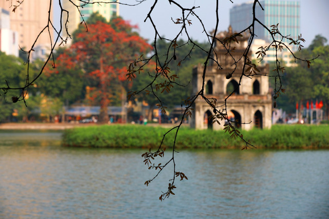 Hoa gạo "thắp lửa" bên tháp Rùa Hồ Gươm Hoa gao