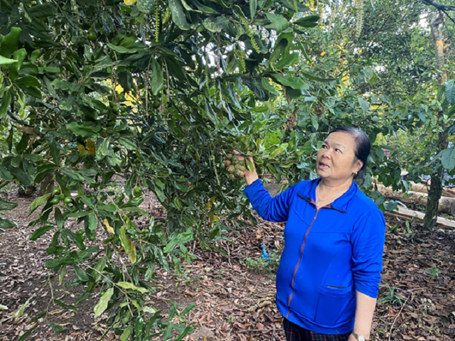 Trồng sầu riêng xen canh mắc ca, cà phê, ai ngờ bội thu Trong sau rieng xen canh mac ca, ca phe, ai ngo boi thu