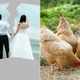 Hy hữu, vợ chồng không thể ly hôn vì 53 con gia cầm
