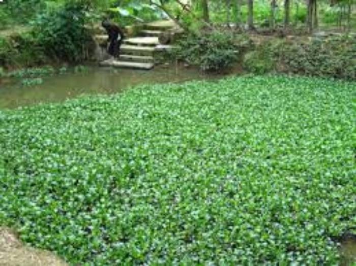 Do có mưu toan từ trước, 2 tên đã lừa phỉnh cô gái đi "phục kích" bắt kẻ vừa đập cửa trêu chọc nhà cô. Tin người, cô gái trẻ đã tới khu vực ao bèo gần đó, bọn chúng quây lấy cô gái định sàm sỡ thì bị H. phản ứng quyết liệt. Trong khi giãy giụa, nạn nhân đã xé rách áo tên Hùng và cào xước trên cánh tay trái tên Đức. Sợ nạn nhân kêu sẽ bị bại lộ, 2 tên đã dùng tay thay nhau siết cổ cô gái đến bất tỉnh. (Ảnh minh họa, nguồn internet)