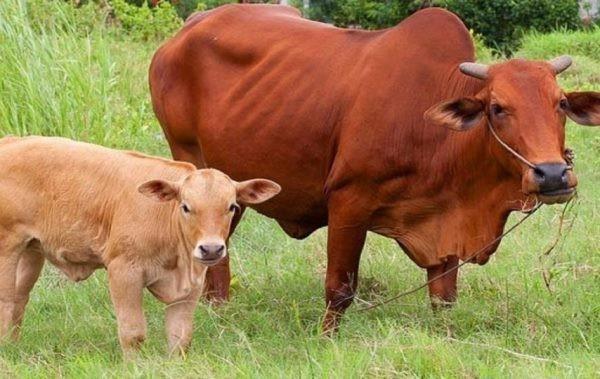 Quá trình thu thập, phân tích các dữ kiện tiếp theo đưa đến một nhận định, Tàn là nghi phạm số 1 trong cái chết của cháu H. Tàn bị bắt giữ để phục vụ công tác điều tra. Tại cơ quan công an, gã đàn ông này đã khai nhận toàn bộ hành vi phạm tội của mình. Theo đó, chiều 19/8, Tàn thấy cháu H. đi chăn bò một mình nên nảy sinh ý định xấu. Gã bám theo đến khu vực vắng vẻ rồi lại gần, khống chế và giở trò đồi bại. (Ảnh minh họa, nguồn internet)