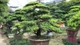 3 cây cảnh chiêu tài hút lộc, càng trồng càng phát đạt