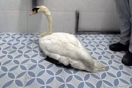 Trộm thiên nga trắng ở Thảo Cầm Viên, đối tượng bị bắt khi lẩn trốn