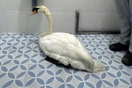 Trộm thiên nga trắng ở Thảo Cầm Viên, đối tượng bị bắt khi lẩn trốn