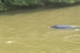 Ghi nhận cá heo nặng 30kg bơi gần thuyền trên sông Cà Mau