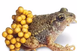 Gia Lai: 9 trẻ em nhập viện cấp cứu vì ngộ độc thịt cóc