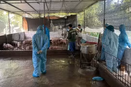 Tây Ninh: Dịch tả lợn bùng phát, hàng trăm con lợn bị tiêu hủy