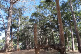 Ai sẽ thi công mở rộng đường vào khu di tích Ao Bà Om?