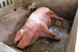 Tây Ninh: Phát hiện nhiều ổ dịch tả lợn châu Phi, gần 1,5 tấn lợn bị tiêu hủy