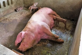 Tây Ninh: Phát hiện nhiều ổ dịch tả lợn châu Phi, gần 1,5 tấn lợn bị tiêu hủy