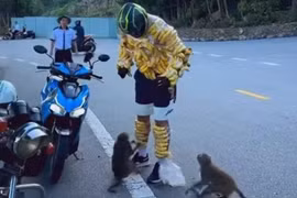 Du khách nước ngoài chọc ghẹo khỉ hoang dã tại Sơn Trà