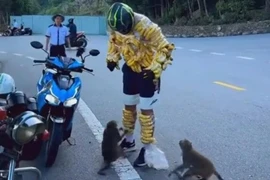 Du khách nước ngoài chọc ghẹo khỉ hoang dã tại Sơn Trà