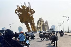 Hoảng hốt cảnh đàn trâu chạy rông trên cầu Rồng