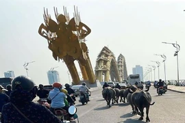 Hoảng hốt cảnh đàn trâu chạy rông trên cầu Rồng
