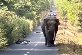 Clip voi “ngà lệch” xuất hiện trên đường ở Đồng Nai lan truyền mạng xã hội