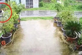 Hai thanh niên tử vong do va trúng dây điện đứt ở Trà Vinh